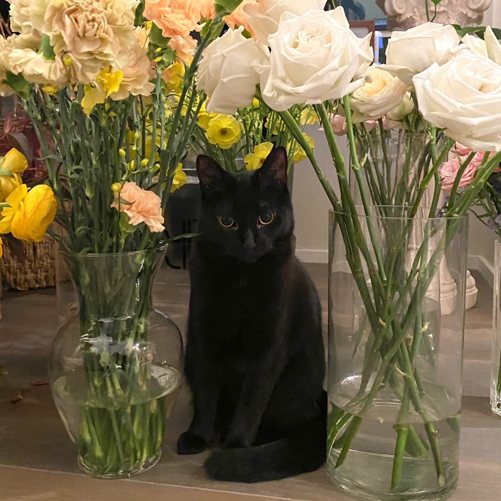 Meet your Posher, Georgina